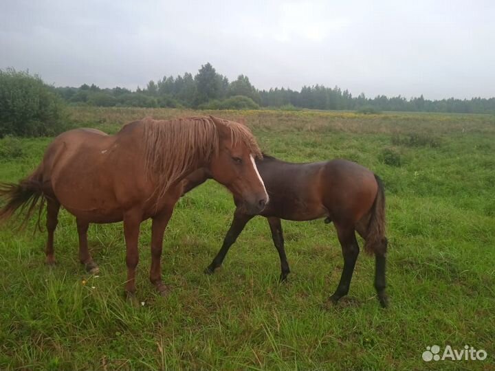 Коровы, телята, лошади