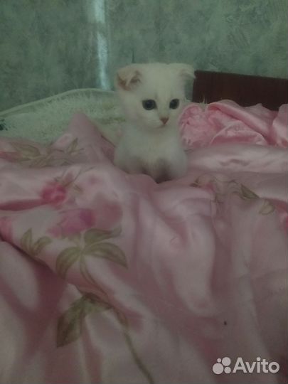 Кошка