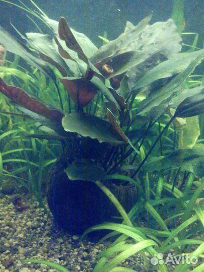 Растения улитки Дафния