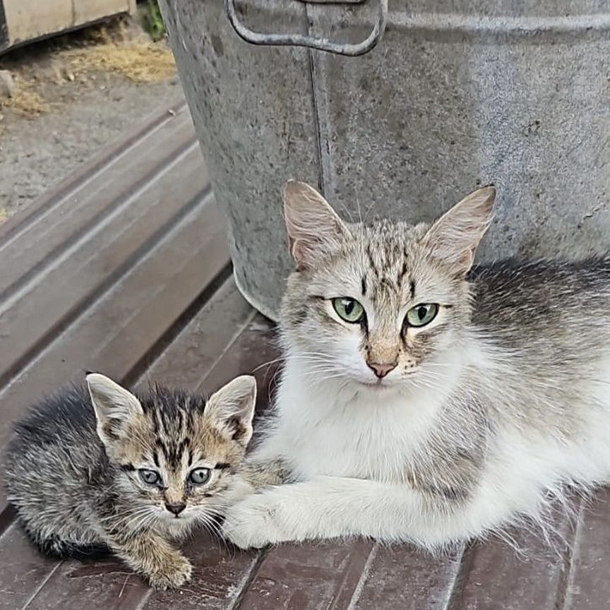 Котенок с мамой кошкой ищет дом или их убьют