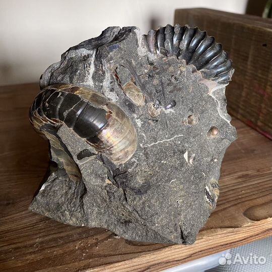 Скопления аммонитов, конкреция