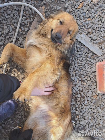 Собака в добрые руки