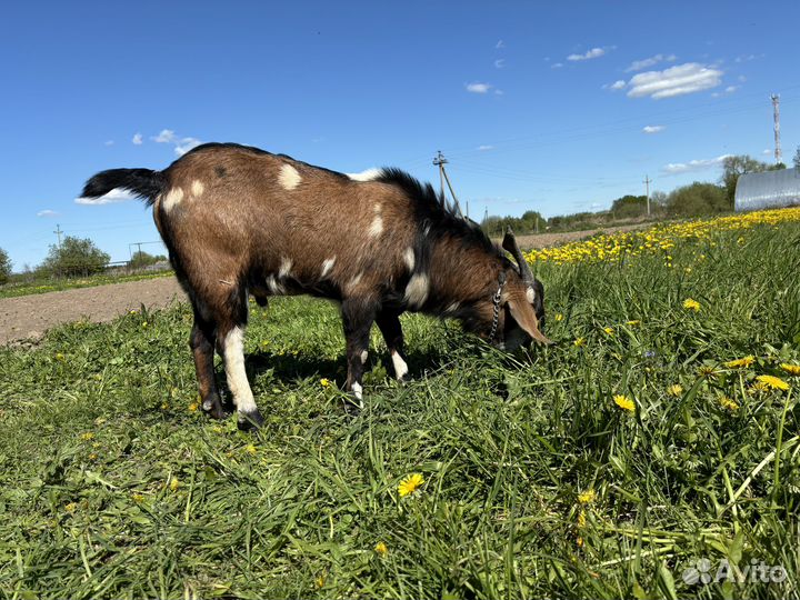 Продается козел