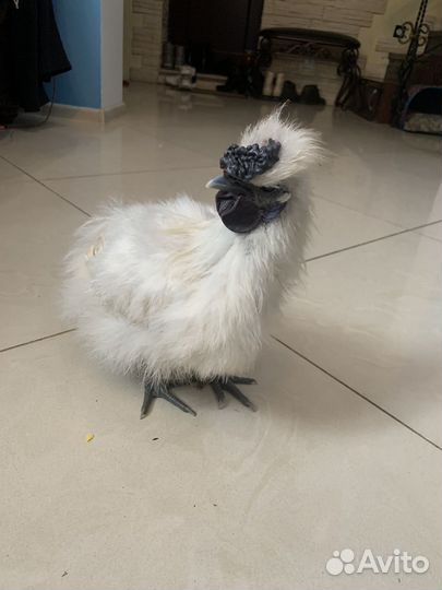 Петух порода Китайский шелковый 6 месяцев