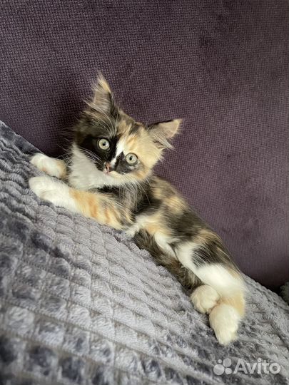 В добрые руки, трехцветный котеночек(девочка)