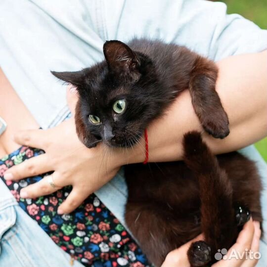 Зеленоглазый дракончик ищет семью