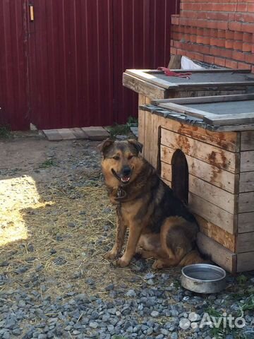 Собака бесплатно