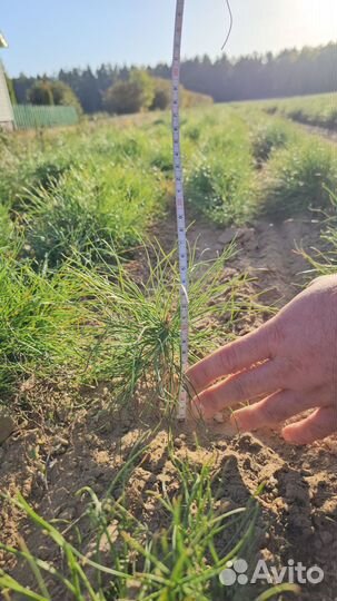 Саженцы сосны и ели окс от производителя