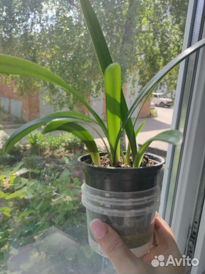 Гиппиаструм