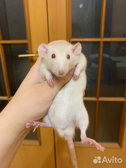 Крысята дамбо