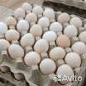Куплю яйцо астрахань. Яйцо кремовое. Кремовое яйцо птицефабрики в России. Птицефабрика Ахтубинск. Сливочные яйца.