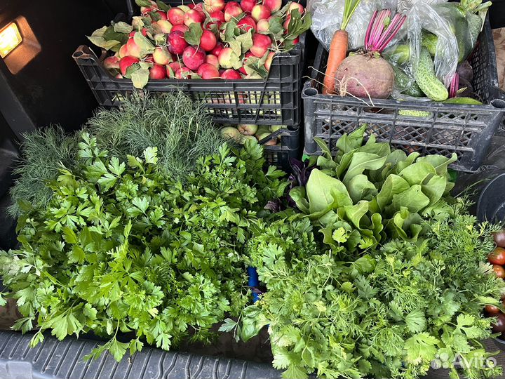 Свежая зелень