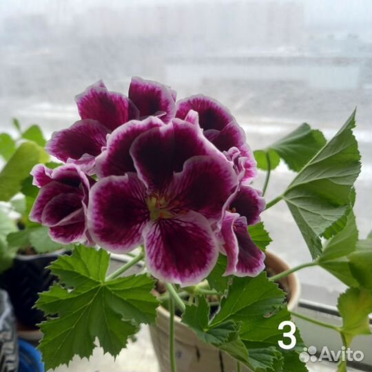 Домашние растения