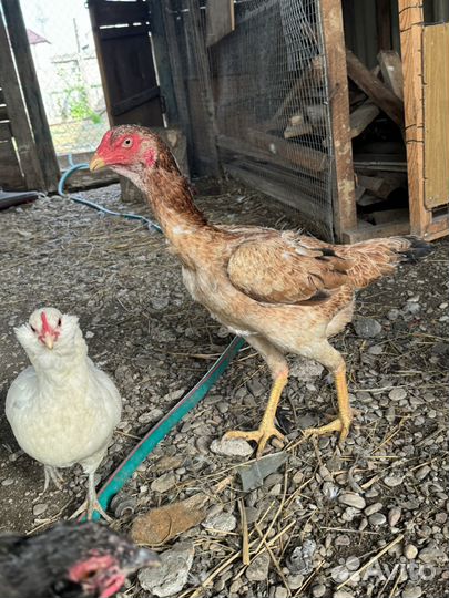 Бойцовые куры