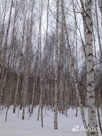 Береза на корню