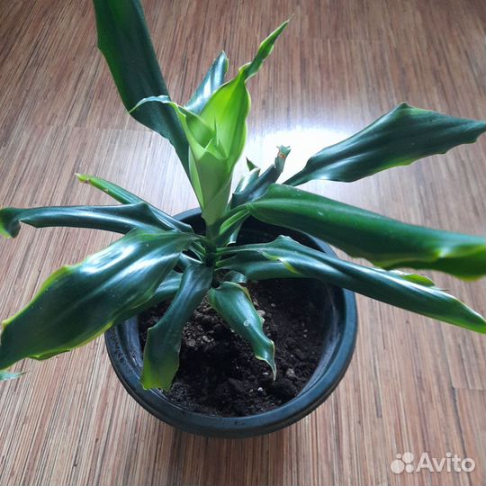 Пальма юкка