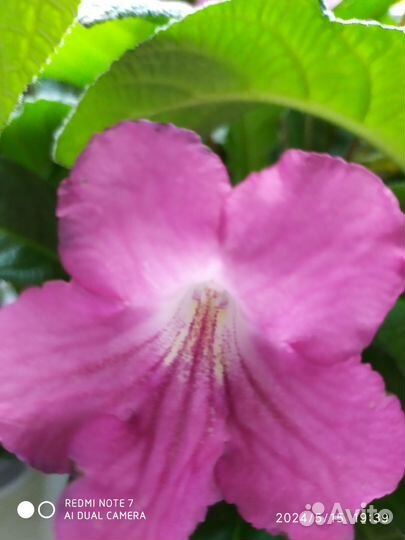 Стрептокарпусы