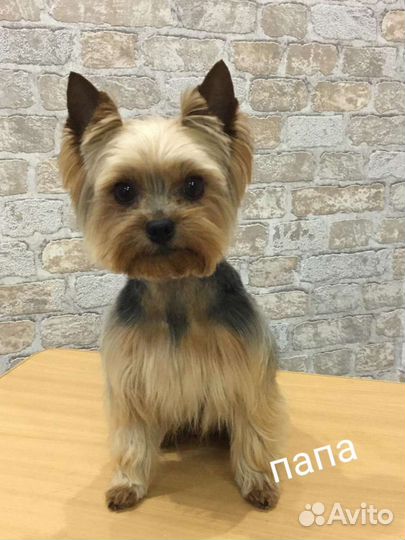 Йоркширский терьер мини
