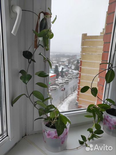 Хойя (восковой плющ) цветет, в подарок Гиппиаструм