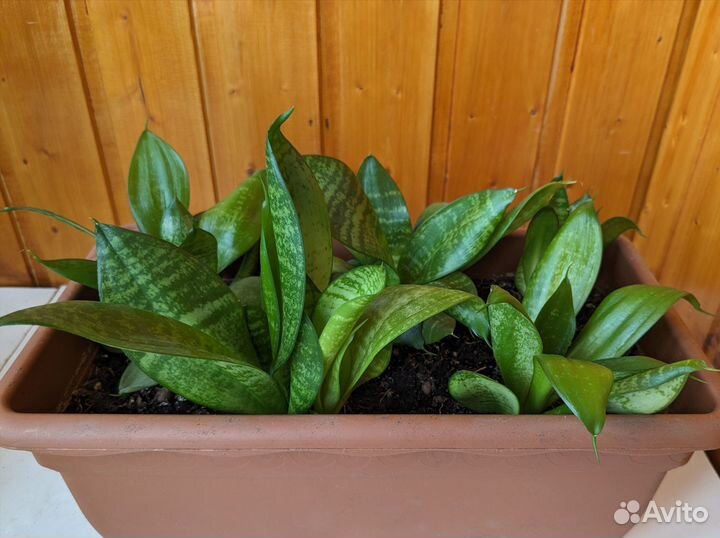 Сансевиерия Ханни