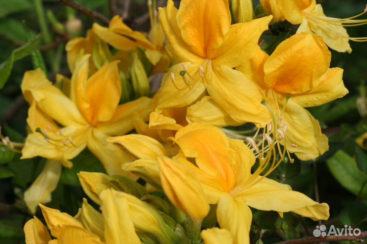 Рододендроны для Подмосковья