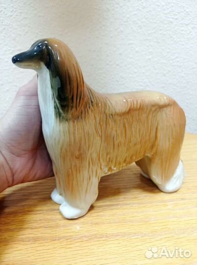 Афганская борзая лфз