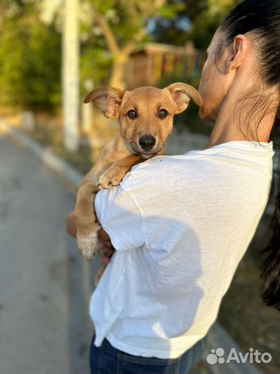 Щенок девочка умная очень