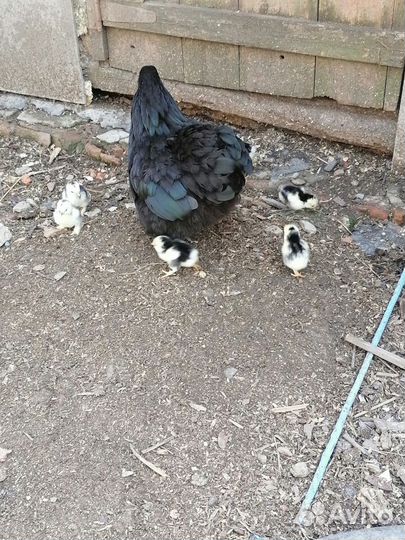 Цыплята карликового кохинхина