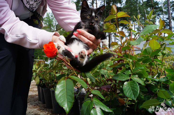 Котёнок мальчик в добрые руки