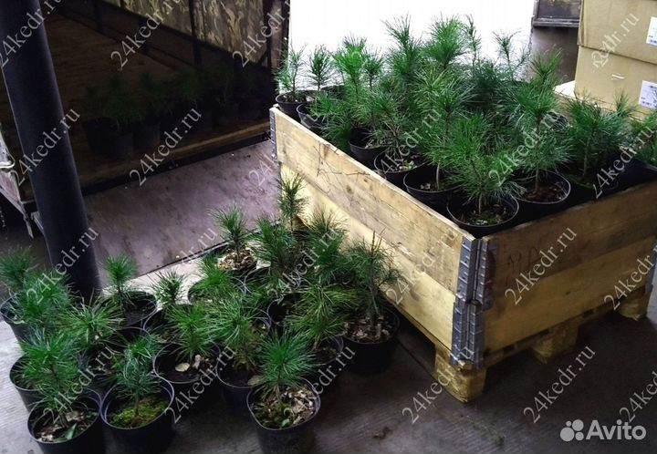 Саженцы сибирского кедра