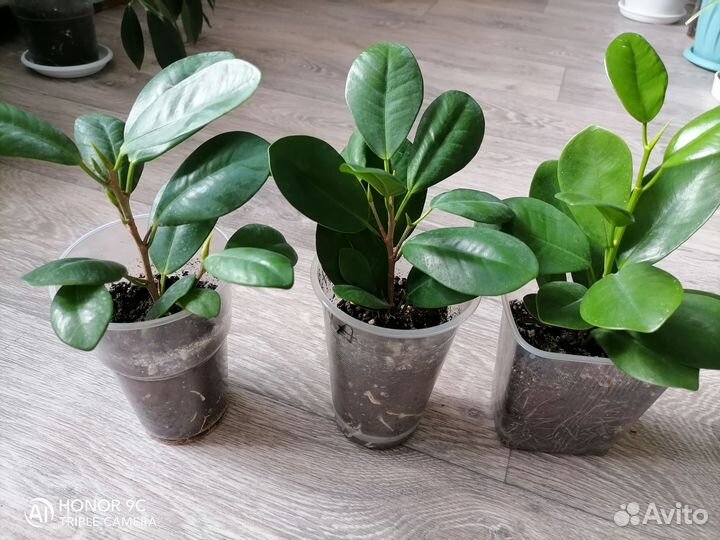 Фикус Мокламе