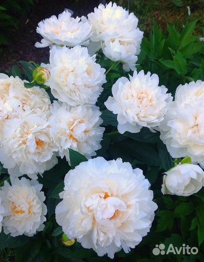 Пионы, гортензии, розы, саженцы