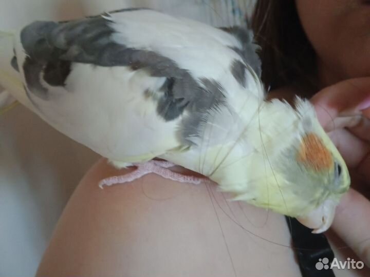 Попугай корелла с клеткой