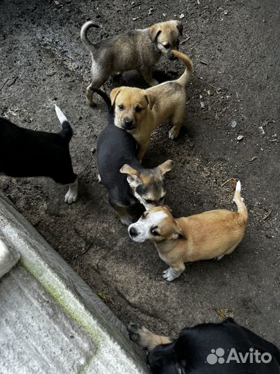 Щенки