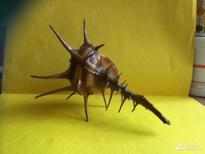 Морская раковина Murex cornutus 154 мм продано