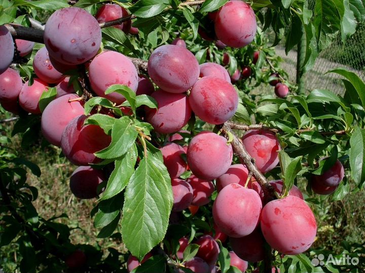 Слива Аленушка