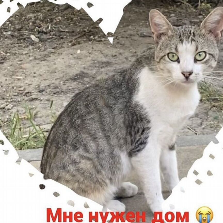 Котик с человеческимм глазами