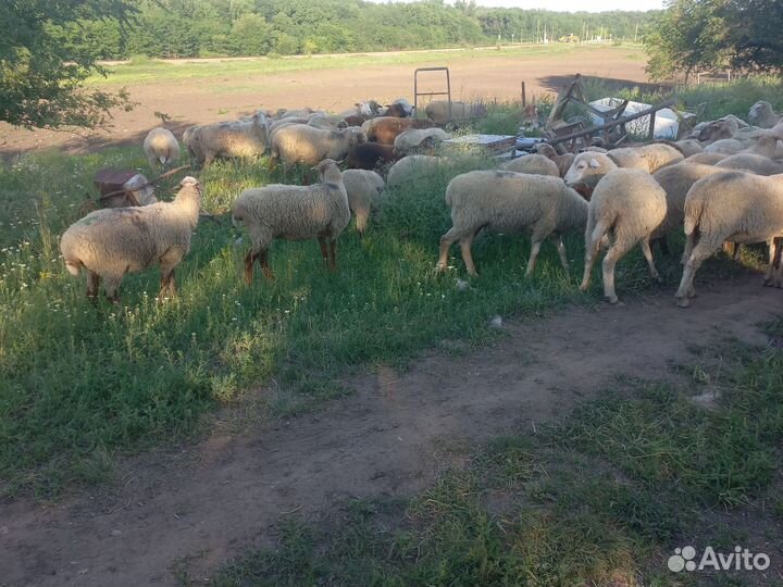 Ярки бараны ягнята