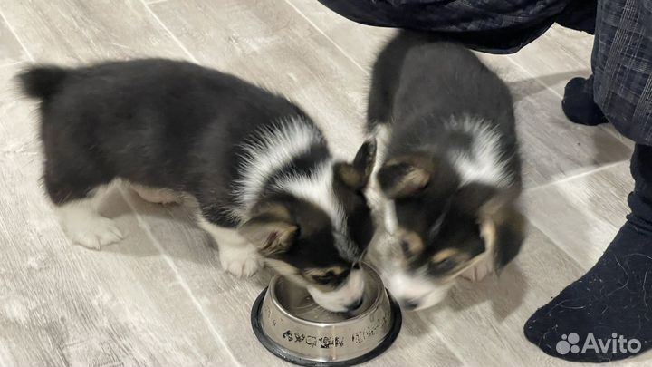 Продам корги