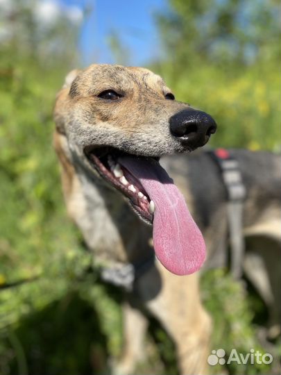 Собака в добрые руки метис грейхаунда