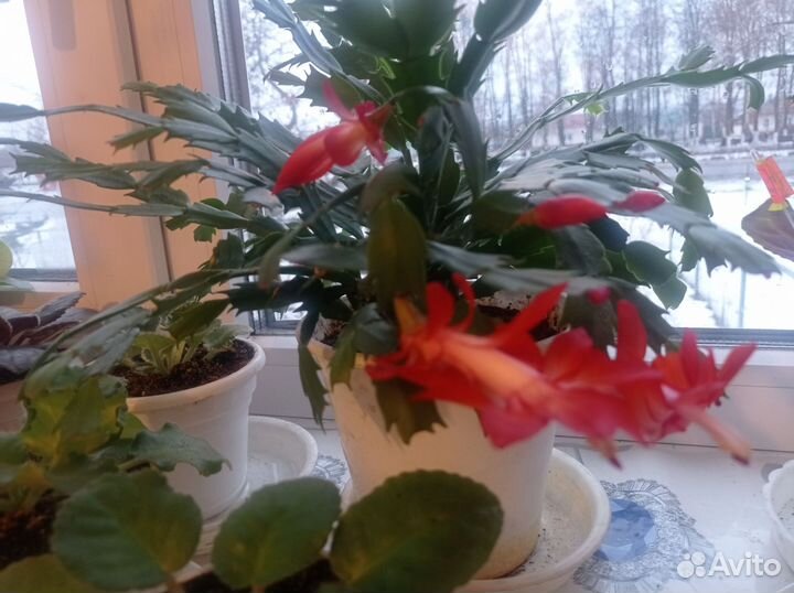 Шлюмбергеры сортовые