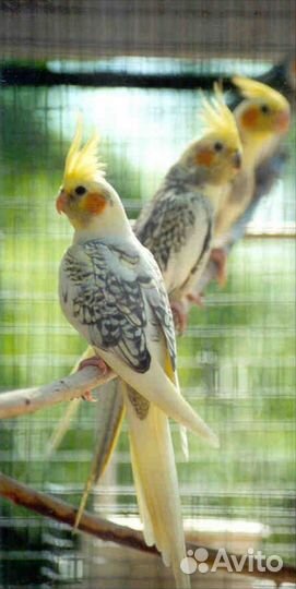 Попугай карелла