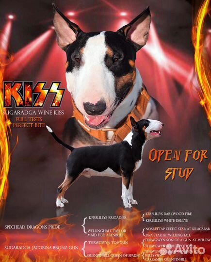 Вязка стандартный бультерьер