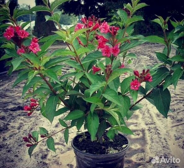 Вейгела Бристоль руби