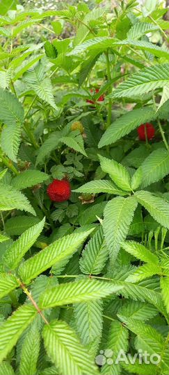 Тибетская малина саженцы