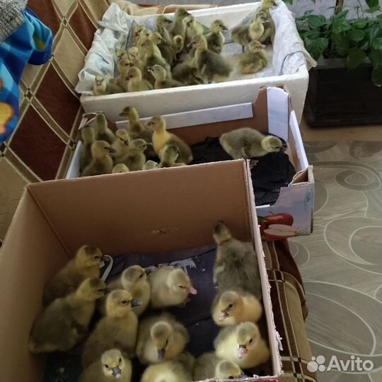 Продам гусят