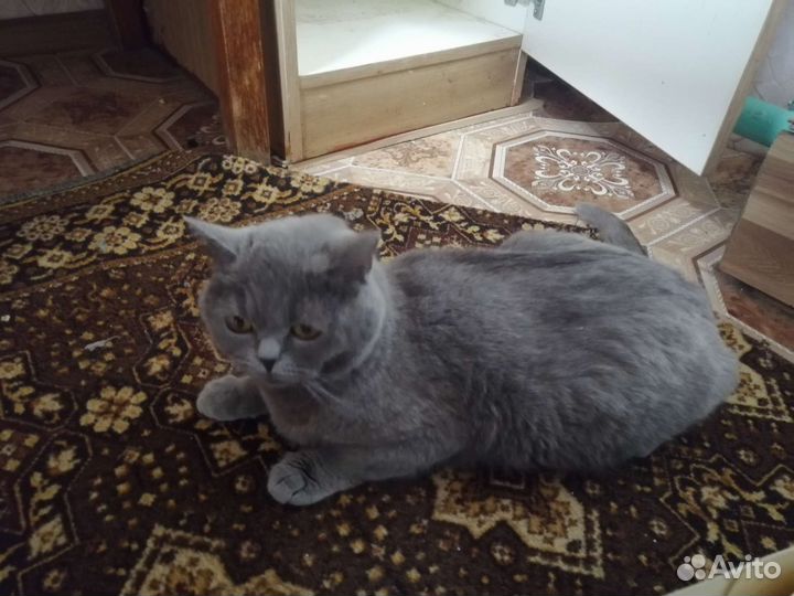Кошки в добрые руки бесплатно