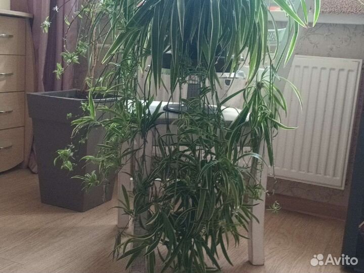 Комнатные растения цветы