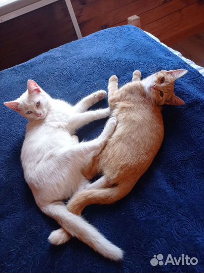 Девочка ищет дом