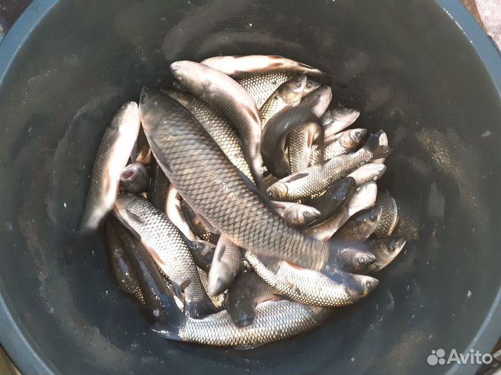 Малек карпа